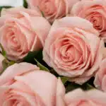 Primer plano extremo de rosas rosadas frescas con gotas de rocío, mostrando textura hiperrealista y colores vibrantes bajo lu