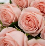 Primer plano extremo de rosas rosadas frescas con gotas de rocío, mostrando textura hiperrealista y colores vibrantes bajo lu