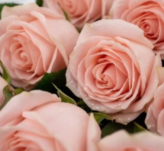 Primer plano extremo de rosas rosadas frescas con gotas de rocío, mostrando textura hiperrealista y colores vibrantes bajo lu