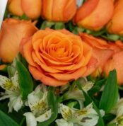 Primer plano extremo de una rosa salmón vibrante con gotas de rocío, rodeada de alstroemerias blancas y follaje verde, destac