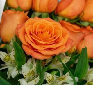 Primer plano extremo de una rosa salmón vibrante con gotas de rocío, rodeada de alstroemerias blancas y follaje verde, destac
