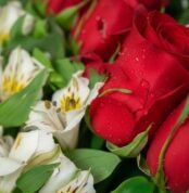 Primer plano extremo de una rosa roja con gotas de rocío, rodeada de alstroemerias blancas y follaje verde, destacando la fre