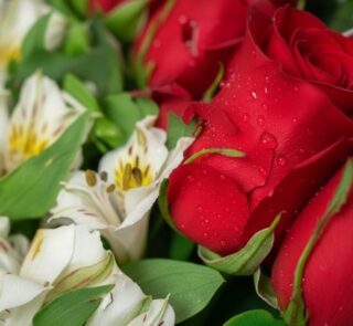 Primer plano extremo de una rosa roja con gotas de rocío, rodeada de alstroemerias blancas y follaje verde, destacando la fre