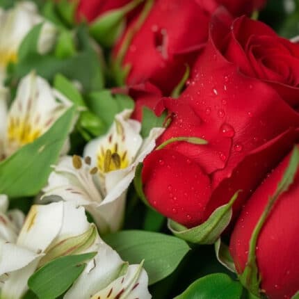 Primer plano extremo de una rosa roja con gotas de rocío, rodeada de alstroemerias blancas y follaje verde, destacando la fre