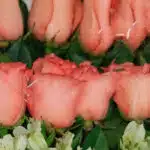 Primer plano extremo de rosas rosadas frescas con gotas de rocío, hojas verdes y alstroemerias blancas, destacando la textura