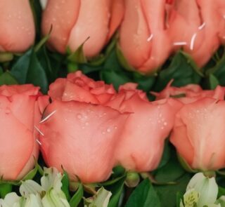 Primer plano extremo de rosas rosadas frescas con gotas de rocío, hojas verdes y alstroemerias blancas, destacando la textura