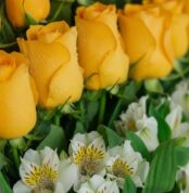 Primer plano extremo de rosas amarillas vibrantes con gotas de rocío y alstroemerias blancas, mostrando textura hiperrealista