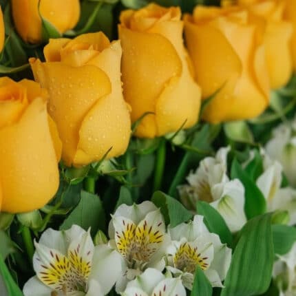 Primer plano extremo de rosas amarillas vibrantes con gotas de rocío y alstroemerias blancas, mostrando textura hiperrealista