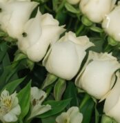 Primer plano extremo de rosas blancas frescas con gotas de rocío, hojas verdes y alstroemerias, destacando textura y vitalida