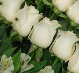 Primer plano extremo de rosas blancas frescas con gotas de rocío, hojas verdes y alstroemerias, destacando textura y vitalida