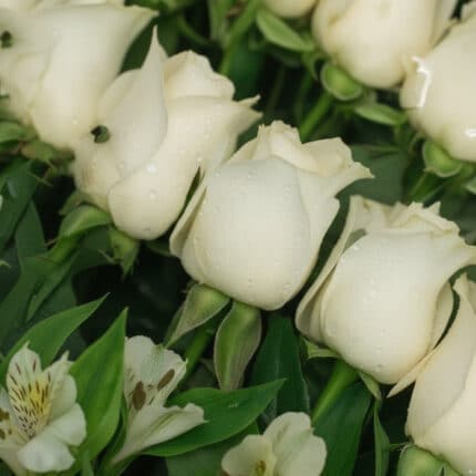 Primer plano extremo de rosas blancas frescas con gotas de rocío, hojas verdes y alstroemerias, destacando textura y vitalida