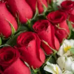 Primer plano extremo de 24 rosas rojas frescas con gotas de rocío, mostrando textura hiperrealista y colores vibrantes bajo l