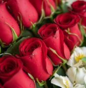 Primer plano extremo de 24 rosas rojas frescas con gotas de rocío, mostrando textura hiperrealista y colores vibrantes bajo l