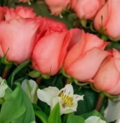 Primer plano extremo de 24 rosas rosadas frescas con gotas de rocío, textura hiperrealista y alstroemerias blancas, bajo luz