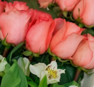 Primer plano extremo de 24 rosas rosadas frescas con gotas de rocío, textura hiperrealista y alstroemerias blancas, bajo luz