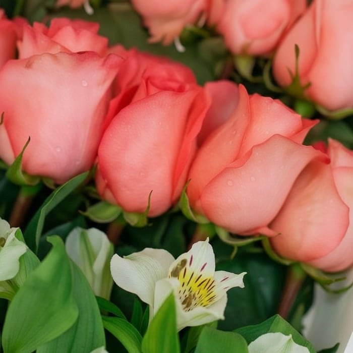 Primer plano extremo de 24 rosas rosadas frescas con gotas de rocío, textura hiperrealista y alstroemerias blancas, bajo luz