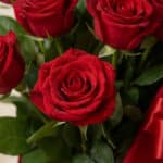 Primer plano extremo de una rosa roja premium con gotas de rocío, parte de la Caja de Rosas Maira, destacando su textura hipe