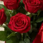 Primer plano extremo de una rosa roja premium con gotas de rocío, parte de la Caja de Rosas Maira, destacando su textura hipe