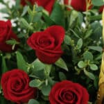 Primer plano extremo de rosas rojas frescas con gotas de rocío y follaje verde, resaltando la textura hiperrealista y colores
