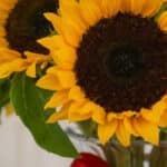 Primer plano extremo de un girasol con pétalos amarillos vibrantes y gotas de rocío, mostrando textura hiperrealista y frescu