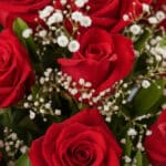 Primer plano extremo de un jarrón con 24 rosas rojas, mostrando textura hiperrealista, gotas de rocío sutiles y colores vibra