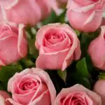 Primer plano extremo de rosas rosadas frescas con gotas de rocío, mostrando texturas hiperrealistas y colores vibrantes bajo