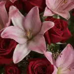 Primer plano extremo de un ramo de 24 rosas rojas y lirios rosados con gotas de rocío, textura hiperrealista y colores vibran