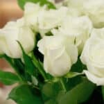 Primer plano extremo de rosas blancas frescas con gotas de rocío, destacando la textura hiperrealista y la luz natural suave.