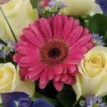 Primer plano extremo de una gerbera rosa vibrante con gotas de rocío, rodeada de rosas blancas y pequeñas flores moradas, des