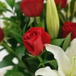 Primer plano extremo de un arreglo floral 'Jarrón Te Adoro' con rosas rojas vibrantes y lirios blancos, mostrando gotas de ro