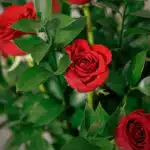 Primer plano extremo de rosas rojas vibrantes con hojas verdes y sutiles gotas de rocío, destacando la textura hiperrealista