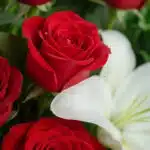 Primer plano extremo de un arreglo floral con rosas rojas vibrantes y lirios blancos, cubiertos con sutiles gotas de rocío, d