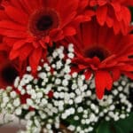 Primer plano extremo de gerberas rojas con gotas de rocío, mostrando texturas hiperrealistas y colores vibrantes bajo luz nat