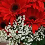 Primer plano extremo de gerberas rojas con gotas de rocío, mostrando texturas hiperrealistas y colores vibrantes bajo luz nat