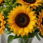Primer plano extremo de girasoles frescos con gotas de rocío, mostrando texturas hiperrealistas y colores vibrantes bajo luz