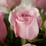 Primer plano extremo de una rosa rosada con textura hiperrealista y sutiles gotas de rocío, destacando su frescura y color vi