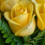 Primer plano extremo de una rosa amarilla con gotas de rocío, mostrando textura hiperrealista y colores vibrantes bajo luz na