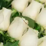 Primer plano extremo de pétalos de rosas blancas con sutiles gotas de rocío, mostrando textura hiperrealista y frescura vibra