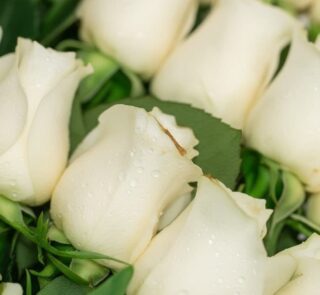 Primer plano extremo de pétalos de rosas blancas con sutiles gotas de rocío, mostrando textura hiperrealista y frescura vibra