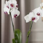 Primer plano extremo de orquídea ESTRELLA de doble vara con pétalos blancos y centro púrpura, gotas de rocío, textura hiperre