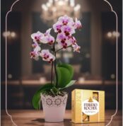 Orquídea Phalaenopsis Antonella en maceta rosa con encaje, junto a una caja de bombones Ferrero Rocher, sobre mesa de madera