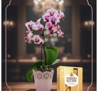 Orquídea Phalaenopsis Antonella en maceta rosa con encaje, junto a una caja de bombones Ferrero Rocher, sobre mesa de madera