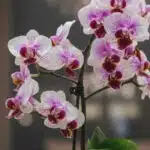 Primer plano extremo de Orquídea Phalaenopsis Antonella con pétalos blancos y púrpuras, textura hiperrealista y sutiles gotas