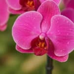 Primer plano extremo de una orquídea premium de dos tallos en color fucsia vibrante, con gotas de rocío sutiles en sus pétalo