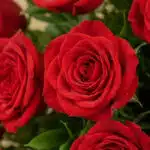 Primer plano extremo de una rosa roja vibrante con gotas de rocío, destacando su textura hiperrealista y frescura bajo luz na