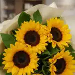 Primer plano extremo de un ramillete de girasoles con textura hiperrealista, gotas de rocío sutiles y colores vibrantes, envu