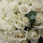 Primer plano extremo de un ramo JACOBELLA de 60 rosas blancas con gotas de rocío, destacando la textura hiperrealista y una h