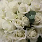 Primer plano extremo de un ramo JACOBELLA de 60 rosas blancas con gotas de rocío, destacando la textura hiperrealista y una h