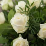 Primer plano extremo de un ramo de 18 rosas blancas 'Serena' con gotas de rocío, hojas verdes y textura hiperrealista.