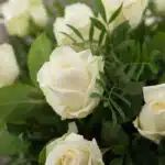 Primer plano extremo de un ramo de 18 rosas blancas 'Serena' con gotas de rocío, hojas verdes y textura hiperrealista.